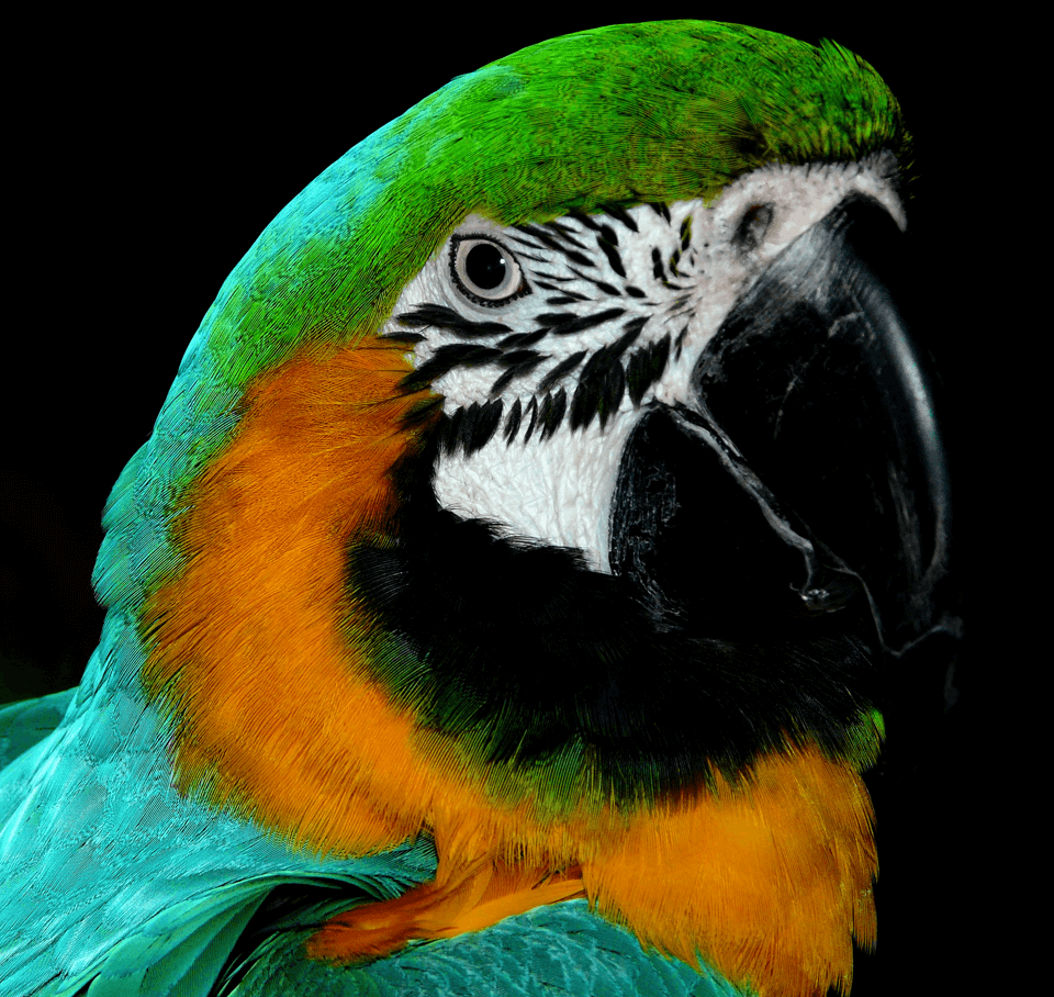 Parrot-17.png